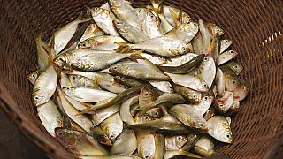 Cameroonian fishery products banned in EU - Commission